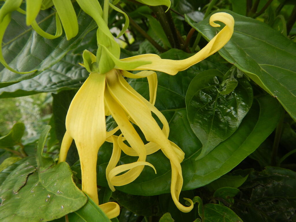 Ylang ylang oil