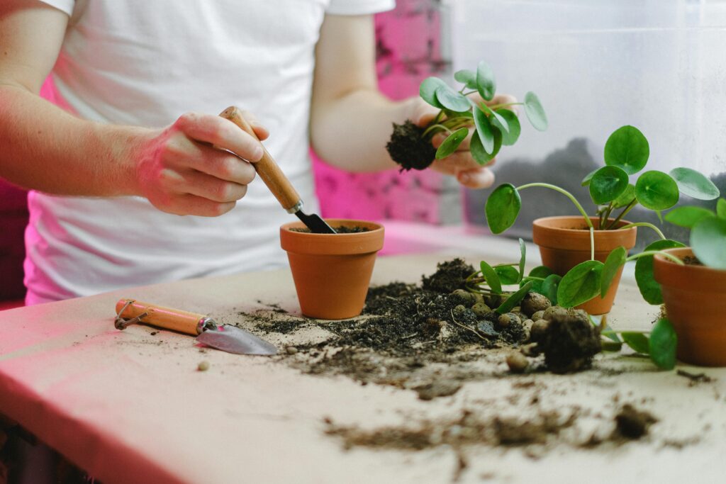 Gardening scene with hands replanting Pilea plants indoors using tools.